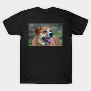 Looking for You Dog T-Shirt